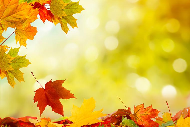 Why Do Leaves Change Color in Autumn?